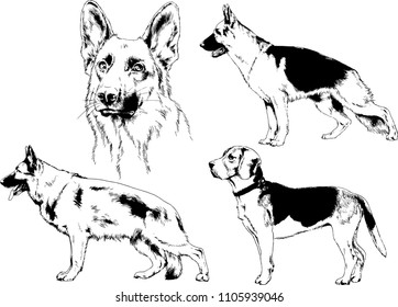 vector drawings sketches pedigree dogs in the racks drawn in ink by hand , objects with no background
