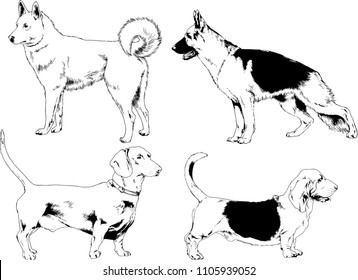 vector drawings sketches pedigree dogs in the racks drawn in ink by hand , objects with no background
