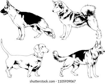 vector drawings sketches pedigree dogs in the racks drawn in ink by hand , objects with no background
