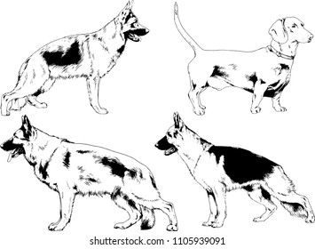 vector drawings sketches pedigree dogs in the racks drawn in ink by hand , objects with no background
