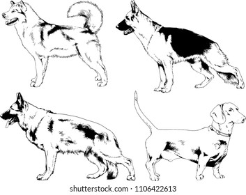 vector drawings sketches pedigree dogs in the racks drawn in ink by hand , objects with no background

