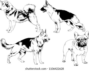 vector drawings sketches pedigree dogs in the racks drawn in ink by hand , objects with no background
