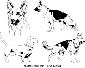 vector drawings sketches pedigree dogs in the racks drawn in ink by hand , objects with no background
