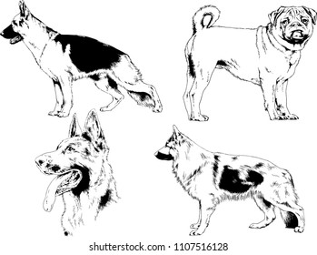 vector drawings sketches pedigree dogs in the racks drawn in ink by hand , objects with no background
