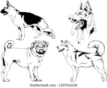 vector drawings sketches pedigree dogs in the racks drawn in ink by hand , objects with no background
