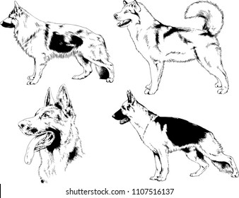 vector drawings sketches pedigree dogs in the racks drawn in ink by hand , objects with no background

