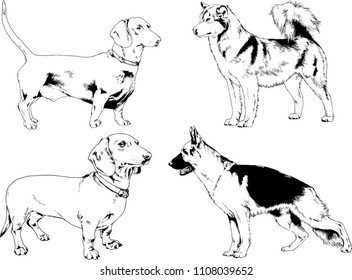 vector drawings sketches pedigree dogs in the racks drawn in ink by hand , objects with no background
