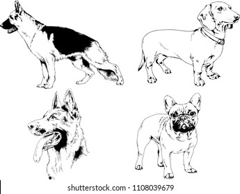 vector drawings sketches pedigree dogs in the racks drawn in ink by hand , objects with no background
