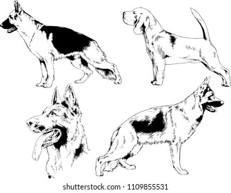 vector drawings sketches pedigree dogs in the racks drawn in ink by hand , objects with no background
