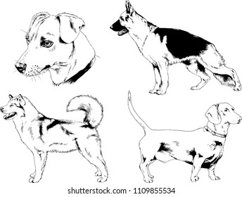 vector drawings sketches pedigree dogs in the racks drawn in ink by hand , objects with no background
