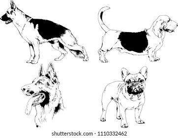 vector drawings sketches pedigree dogs in the racks drawn in ink by hand , objects with no background
