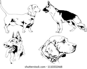 vector drawings sketches pedigree dogs in the racks drawn in ink by hand , objects with no background
