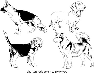 vector drawings sketches pedigree dogs in the racks drawn in ink by hand , objects with no background
