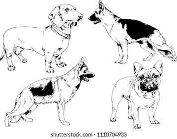 vector drawings sketches pedigree dogs in the racks drawn in ink by hand , objects with no background
