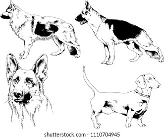 vector drawings sketches pedigree dogs in the racks drawn in ink by hand , objects with no background
