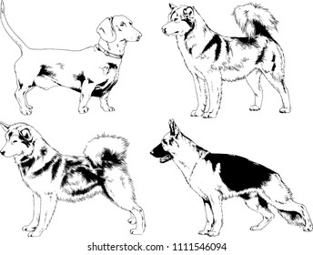 vector drawings sketches pedigree dogs in the racks drawn in ink by hand , objects with no background
