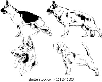 vector drawings sketches pedigree dogs in the racks drawn in ink by hand , objects with no background
