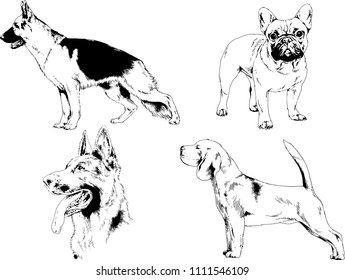 vector drawings sketches pedigree dogs in the racks drawn in ink by hand , objects with no background
