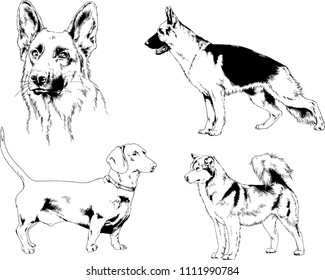 vector drawings sketches pedigree dogs in the racks drawn in ink by hand , objects with no background
