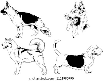 vector drawings sketches pedigree dogs in the racks drawn in ink by hand , objects with no background
