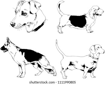 vector drawings sketches pedigree dogs in the racks drawn in ink by hand , objects with no background
