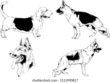 vector drawings sketches pedigree dogs in the racks drawn in ink by hand , objects with no background
