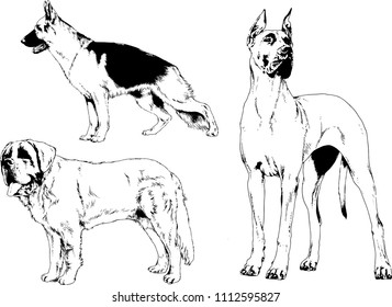 vector drawings sketches pedigree dogs in the racks drawn in ink by hand , objects with no background
