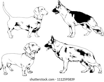 vector drawings sketches pedigree dogs in the racks drawn in ink by hand , objects with no background

