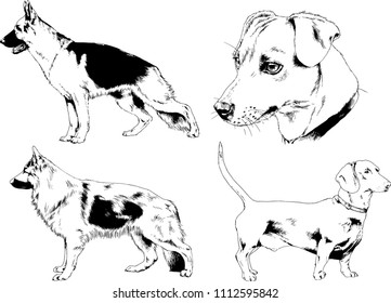 vector drawings sketches pedigree dogs in the racks drawn in ink by hand , objects with no background
