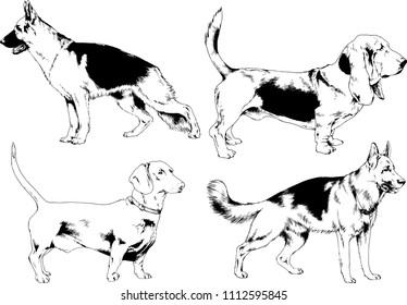 vector drawings sketches pedigree dogs in the racks drawn in ink by hand , objects with no background
