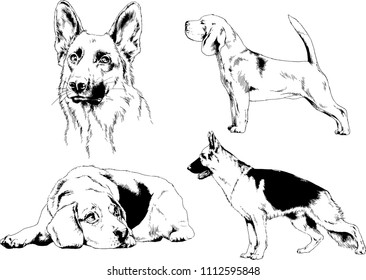 vector drawings sketches pedigree dogs in the racks drawn in ink by hand , objects with no background
