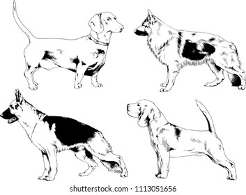 vector drawings sketches pedigree dogs in the racks drawn in ink by hand , objects with no background
