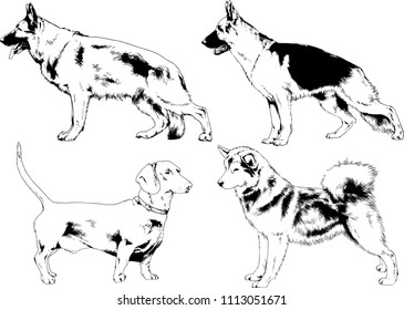 vector drawings sketches pedigree dogs in the racks drawn in ink by hand , objects with no background
