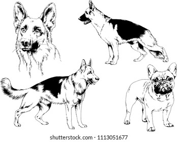 vector drawings sketches pedigree dogs in the racks drawn in ink by hand , objects with no background
