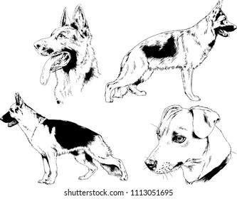 vector drawings sketches pedigree dogs in the racks drawn in ink by hand , objects with no background

