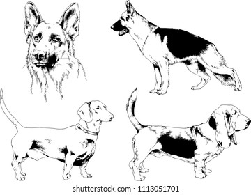 vector drawings sketches pedigree dogs in the racks drawn in ink by hand , objects with no background
