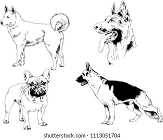 vector drawings sketches pedigree dogs in the racks drawn in ink by hand , objects with no background
