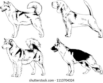 vector drawings sketches pedigree dogs in the racks drawn in ink by hand , objects with no background
