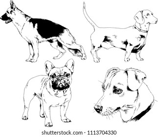 vector drawings sketches pedigree dogs in the racks drawn in ink by hand , objects with no background
