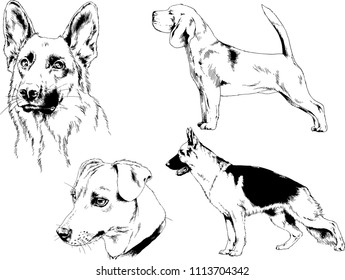 vector drawings sketches pedigree dogs in the racks drawn in ink by hand , objects with no background
