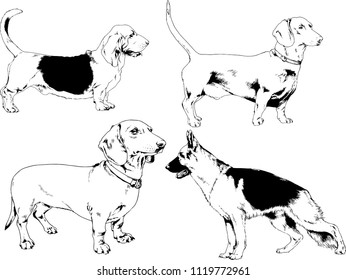 vector drawings sketches pedigree dogs in the racks drawn in ink by hand , objects with no background