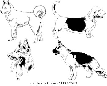 vector drawings sketches pedigree dogs in the racks drawn in ink by hand , objects with no background