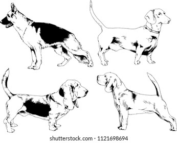 vector drawings sketches pedigree dogs in the racks drawn in ink by hand , objects with no background
