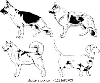 vector drawings sketches pedigree dogs in the racks drawn in ink by hand , objects with no background