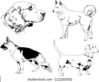 vector drawings sketches pedigree dogs in the racks drawn in ink by hand , objects with no background