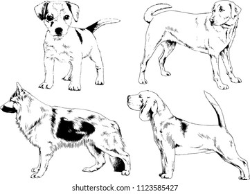 vector drawings sketches pedigree dogs in the racks drawn in ink by hand , objects with no background