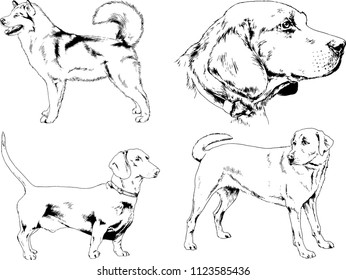 vector drawings sketches pedigree dogs in the racks drawn in ink by hand , objects with no background