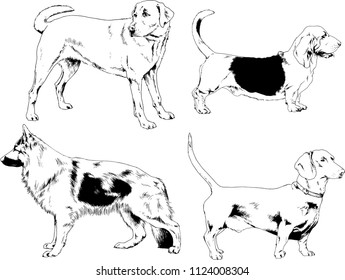 vector drawings sketches pedigree dogs in the racks drawn in ink by hand , objects with no background