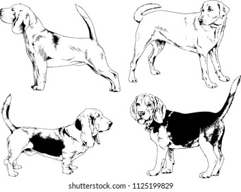 vector drawings sketches pedigree dogs in the racks drawn in ink by hand , objects with no background