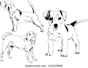 vector drawings sketches pedigree dogs in the racks drawn in ink by hand , objects with no background